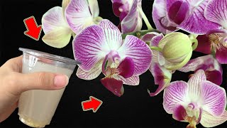 1 Cup A Week! Suddenly Orchid Grows 800% More Flower Stems, Shiny Leaves!