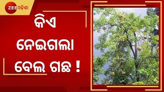 Boudh: Corruption In horticulture Department !, ବେଲ ବଗିଚା ନାଁ ରେ ଲକ୍ଷାଧିକ ଟଙ୍କା ଘୋଟାଲା