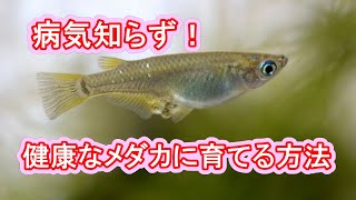 病気をしない健康なメダカに育てるには 滋賀県のメダカ販売店 めだか藁屋 高木正臣