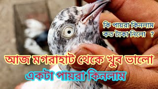 আজ মগরাহাট থেকে খুব ভালো একটা  পায়রা কিনলাম কি পায়রা কিনলাম কত টাকা নিলো , Soumen pet valogs 2023