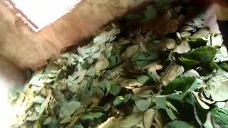 Siali leaf available now on Mayurbhanj location