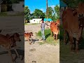 gir gircow cow cows gaiya bhagambhag race nandinigircow love cute gircalf sahiwal yt