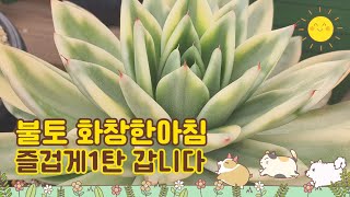 12월11일ㅡ정원다육ㅡ 토요일 아침1탄으로 아침을 열어봅니다. 정원댁010.7370.2040