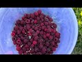 Thu hoạch raspberry, cà chua, dâu… | Cuộc sống Canada