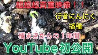 貴重映像！行者にんにく播種から1年間の記録。驚異の発芽率！