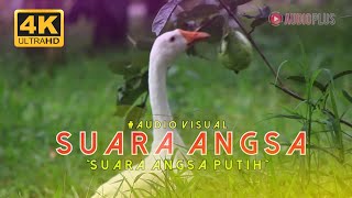 SUARA ANGSA PUTIH, WHITE GOOSE SOUNDS