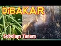 KATA PETANI ‼️ Jerami DiBakar - Persiapan Tanam Kacang Hijau untuk Menekan Pertumbuhan Gulma