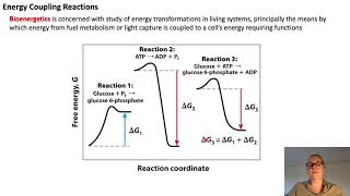 Bioenergetics and Metabolism