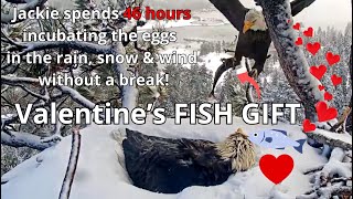 Jackie🦅 Protects 3 Eggs For 46 Hours In The Rain, Snow \u0026 Wind! Shadow's Valentine's Day FISH 🐟Gift❤️