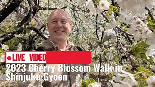 Japan's Sakura Paradise: Cherry Blossom Walk in Tokyo's Shinjuku Gyoen! - LIVE JAPAN