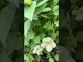 asystasia gangetica ganges primrose nature flower plants shortvideo