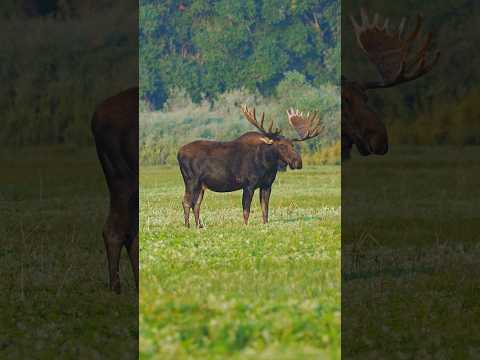 Do you count eye guards on elk?