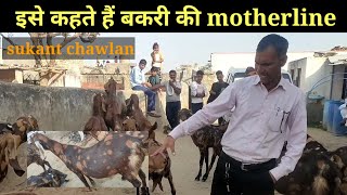 motherline को जानना आसान नहीं है । goat farming । sukant chawla