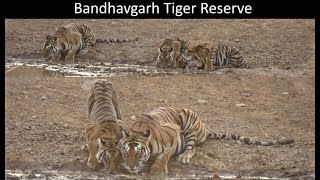 WILD TIGRESS AND HER CUBS DRINK WATER AT THE END OF A LONG HOT DAY | Bandhavgarh Tiger Reserve | 4K