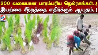 200 வகையான பாரம்பரிய நெல்ரகங்கள்..!இயற்கை சீற்றத்தை எதிர்க்கும் ஆயுதம்! #farmers #seeds #sathiyamTV