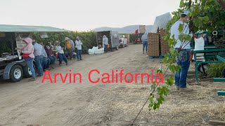 ASI ES UN DIA DE TRABAJO EN LA PISCA DE UVA EN CALIFORNIA #california #harvest #pisca