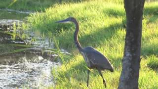 Hungry Heron returns and stalks Mallard duck