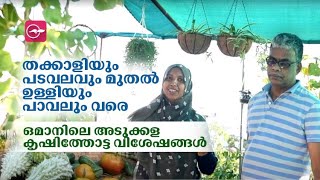 തക്കാളിയും പടവലവും മുതൽ ഉള്ളിയും പാവലും വരെ ; ഒമാനിലെ അടുക്കള കൃഷിത്തോട്ട വിശേഷങ്ങൾ | Oman