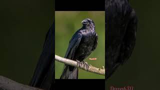 காகத்திற்கு உணவு வைத்தால் உண்டாகும் நன்மைகள் #crow shortsvideo #subscribe