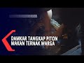 Damkar Tangkap Piton Makan Ternak Warga di kelurahan Lumpue kecamatan Bacukiki kota Parepare