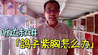 是什么原因导致鸽子紫胸？农村大叔告诉你！【农村达叔】