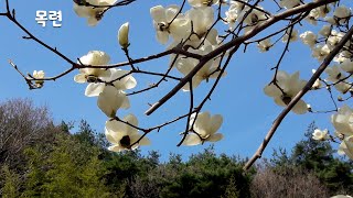 [55편 목련]세상에 첫선을 보이는 야생화 이야기 55편 목련, 목련은 희귀식물