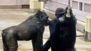 Annie, who is worried about Ai's injury and stays close to him.　Shabani family　Gorilla