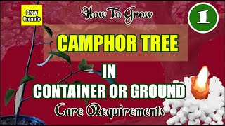 Most Ritualistic \u0026 Divine  Camphor | How To grow Camphor Tree in Container | Cinnamomum camphora