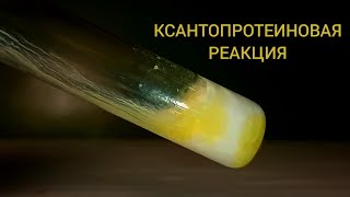 Ксантопротеиновая реакция. Реакция БЕЛКА и КОНЦЕНТРИРОВАННОЙ АЗОТНОЙ КИСЛОТЫ.