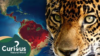 The LAST Jaguars and Frogs | 1000 Days For The Planet | FULL EPISODE | Curious?: Natural World
