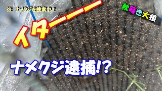 【犯人逮捕！】秋まき大根④　大根の葉を食べたのは誰だ!?