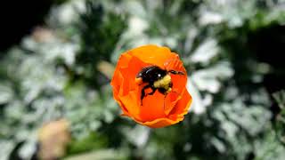 Bees and Pollinators at Home