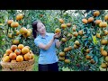 Harvesting Orange Fruit Garden Goes To The Market Sell - Make Orange Juice - Hanna Daily Life New