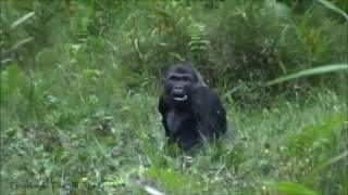 Silverback Loya Eats in the Goualougo Bai