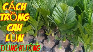 cau lùn f1Giống Cau Lùn Đã Được Đánh Dấu Hướng Trồng Cho Cây Phát Triển Và Nhiều Trái Nhất |TTP