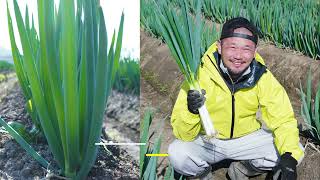 生産者の声　商品名：白ネギ　九嶺白美人（きゅうれいしろびじん）　生産者：ファームおおはた