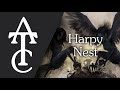 RPG | D&D Ambience - Harpy Nest (wing flapping, harpie hags laughing)