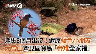 大雪山驚見國寶鳥「帝雉」帶全家出遊！消失3個月終於出沒｜珍禽異獸｜藍色小朋友