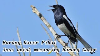 Suara Burung Kacer Pikat untuk Memancing Burung Bunyi Gacor Versi 1 Oriental Magpie Robin