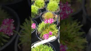 Армерія приморська Розеа (рожева) (Armeria maritima Rosea)