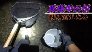 【ガサガサ】真夜中の川で獣の群れに囲まれ怯えながらガサガサをしました