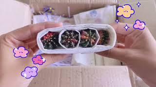 [unboxing cactus] แกะกล่องแคคตัส Ep.1