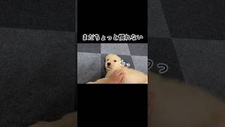 【Golden retriever】撫でられる喜びを知り始めた子犬【ゴールデンレトリバーパピー】