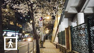 [4K] Walking in Seoul: 독산역에서 금천구청역 벚꽃길Geumcheon-gu at night - Cherry blossom trail, Korea 밤에 걷기