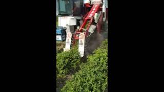 เครื่องขุดปลิดถั่วลิสง,Peanut Harvester Combine (01)