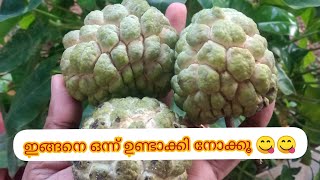 ആത്തയ്ക്ക കിട്ടിയാൽ ഇങ്ങനെ ചെയ്യൂ/Healthy and tasty Custard Apple juice/Aathakka/Seethapazham Juice