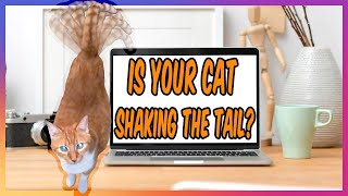 Is Your Cat Shaking Her Tail Up, Not Spraying But Looks Like It?