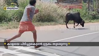 തിരുവില്വാമലയില്‍ കാള വിരണ്ടോടി; പിടിച്ചുകെട്ടാന്‍ ശ്രമം തുടരുന്നു | Thrissur