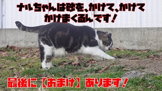 ナルちゃんは砂をかけてかけてかけまくます！最後に【おまけ】あります！😍😻　It is a cat which lives in the park.