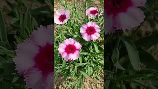 패랭이 2022 Dianthus chinensis L.